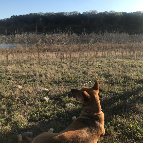 Locally sourced fossils - Picture 5 of 8